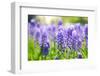 Blue Grape Hyacinth or 'Muscari Armeniacum' with Shallow Dof in Dutch Spring Garden 'Keukenhof', Ho-dzain-Framed Photographic Print