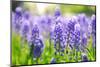 Blue Grape Hyacinth or 'Muscari Armeniacum' with Shallow Dof in Dutch Spring Garden 'Keukenhof', Ho-dzain-Mounted Photographic Print