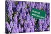 Blue Grape Hyacinth with Latin Name Sign 'Muscari Armeniacum' in Spring Garden 'Keukenhof', Holland-dzain-Stretched Canvas