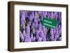 Blue Grape Hyacinth with Latin Name Sign 'Muscari Armeniacum' in Spring Garden 'Keukenhof', Holland-dzain-Framed Photographic Print