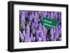 Blue Grape Hyacinth with Latin Name Sign 'Muscari Armeniacum' in Spring Garden 'Keukenhof', Holland-dzain-Framed Photographic Print