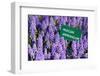 Blue Grape Hyacinth with Latin Name Sign 'Muscari Armeniacum' in Spring Garden 'Keukenhof', Holland-dzain-Framed Photographic Print