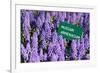 Blue Grape Hyacinth with Latin Name Sign 'Muscari Armeniacum' in Spring Garden 'Keukenhof', Holland-dzain-Framed Photographic Print