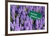 Blue Grape Hyacinth with Latin Name Sign 'Muscari Armeniacum' in Spring Garden 'Keukenhof', Holland-dzain-Framed Photographic Print