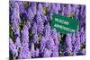 Blue Grape Hyacinth with Latin Name Sign 'Muscari Armeniacum' in Spring Garden 'Keukenhof', Holland-dzain-Mounted Photographic Print