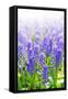 Blue Grape Hyacinths with Soft Focus and Shallow Dof in Spring Garden 'Keukenhof', Holland-dzain-Framed Stretched Canvas