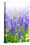 Blue Grape Hyacinths with Soft Focus and Shallow Dof in Spring Garden 'Keukenhof', Holland-dzain-Stretched Canvas