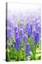 Blue Grape Hyacinths with Soft Focus and Shallow Dof in Spring Garden 'Keukenhof', Holland-dzain-Stretched Canvas