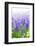 Blue Grape Hyacinths with Soft Focus and Shallow Dof in Spring Garden 'Keukenhof', Holland-dzain-Framed Photographic Print