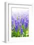 Blue Grape Hyacinths with Soft Focus and Shallow Dof in Spring Garden 'Keukenhof', Holland-dzain-Framed Photographic Print