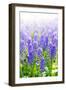 Blue Grape Hyacinths with Soft Focus and Shallow Dof in Spring Garden 'Keukenhof', Holland-dzain-Framed Photographic Print