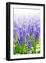 Blue Grape Hyacinths with Soft Focus and Shallow Dof in Spring Garden 'Keukenhof', Holland-dzain-Framed Photographic Print