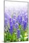 Blue Grape Hyacinths with Soft Focus and Shallow Dof in Spring Garden 'Keukenhof', Holland-dzain-Mounted Photographic Print