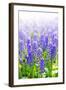 Blue Grape Hyacinths with Soft Focus and Shallow Dof in Spring Garden 'Keukenhof', Holland-dzain-Framed Photographic Print