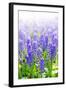 Blue Grape Hyacinths with Soft Focus and Shallow Dof in Spring Garden 'Keukenhof', Holland-dzain-Framed Photographic Print