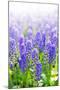 Blue Grape Hyacinths with Soft Focus and Shallow Dof in Spring Garden 'Keukenhof', Holland-dzain-Mounted Photographic Print