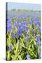 Blue Grape Hyacinths-Ivonnewierink-Stretched Canvas