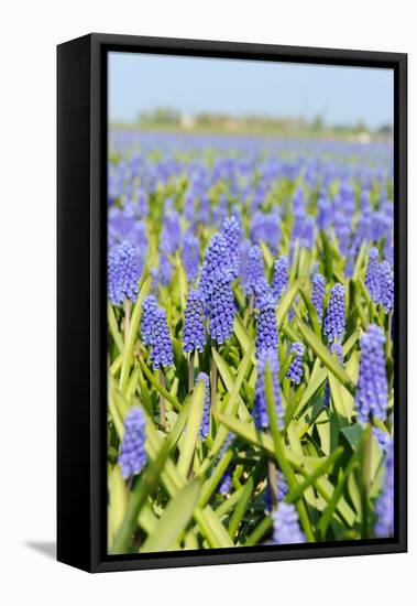 Blue Grape Hyacinths-Ivonnewierink-Framed Stretched Canvas