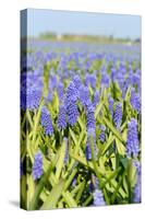 Blue Grape Hyacinths-Ivonnewierink-Stretched Canvas