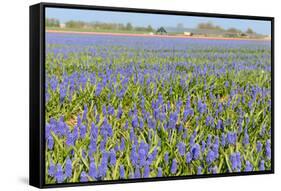 Blue Grape Hyacinths-Ivonnewierink-Framed Stretched Canvas