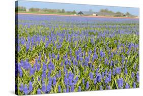 Blue Grape Hyacinths-Ivonnewierink-Stretched Canvas