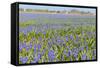 Blue Grape Hyacinths-Ivonnewierink-Framed Stretched Canvas