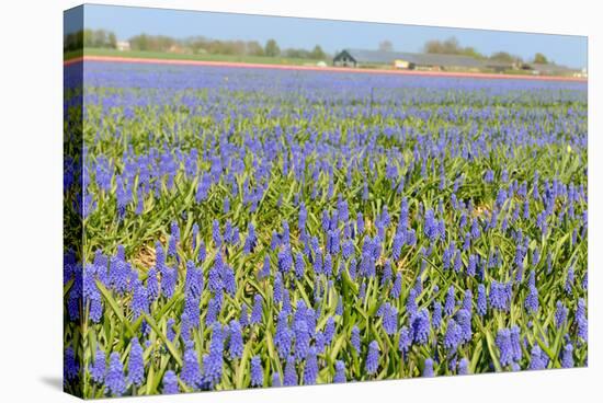 Blue Grape Hyacinths-Ivonnewierink-Stretched Canvas