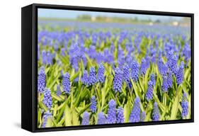 Blue Grape Hyacinths-Ivonnewierink-Framed Stretched Canvas