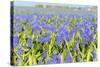 Blue Grape Hyacinths-Ivonnewierink-Stretched Canvas