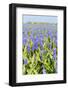 Blue Grape Hyacinths-Ivonnewierink-Framed Photographic Print