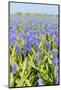 Blue Grape Hyacinths-Ivonnewierink-Mounted Photographic Print