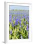 Blue Grape Hyacinths-Ivonnewierink-Framed Photographic Print