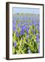 Blue Grape Hyacinths-Ivonnewierink-Framed Photographic Print