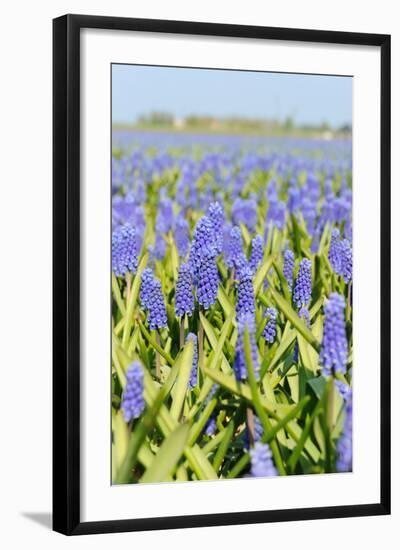 Blue Grape Hyacinths-Ivonnewierink-Framed Photographic Print