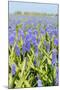 Blue Grape Hyacinths-Ivonnewierink-Mounted Photographic Print