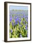 Blue Grape Hyacinths-Ivonnewierink-Framed Photographic Print