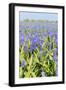 Blue Grape Hyacinths-Ivonnewierink-Framed Photographic Print