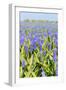 Blue Grape Hyacinths-Ivonnewierink-Framed Photographic Print