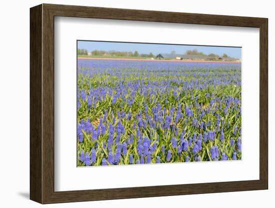 Blue Grape Hyacinths-Ivonnewierink-Framed Photographic Print