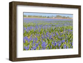 Blue Grape Hyacinths-Ivonnewierink-Framed Photographic Print