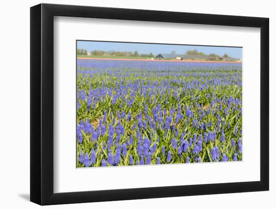 Blue Grape Hyacinths-Ivonnewierink-Framed Photographic Print