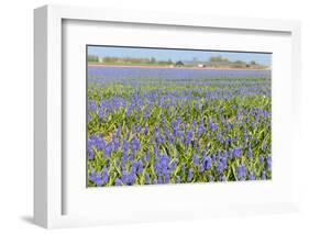 Blue Grape Hyacinths-Ivonnewierink-Framed Photographic Print