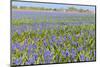 Blue Grape Hyacinths-Ivonnewierink-Mounted Photographic Print