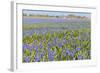 Blue Grape Hyacinths-Ivonnewierink-Framed Photographic Print