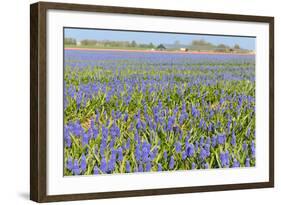 Blue Grape Hyacinths-Ivonnewierink-Framed Photographic Print