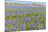 Blue Grape Hyacinths-Ivonnewierink-Mounted Photographic Print