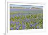 Blue Grape Hyacinths-Ivonnewierink-Framed Photographic Print