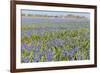 Blue Grape Hyacinths-Ivonnewierink-Framed Photographic Print