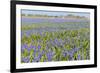 Blue Grape Hyacinths-Ivonnewierink-Framed Photographic Print