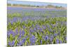 Blue Grape Hyacinths-Ivonnewierink-Mounted Photographic Print